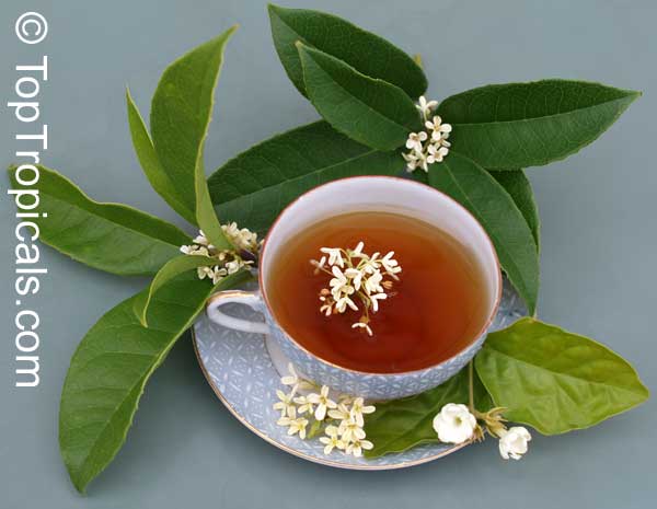 osmanthus tea