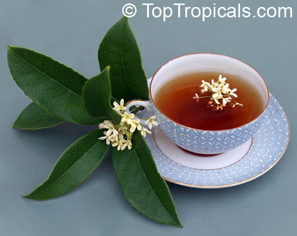 osmanthus tea