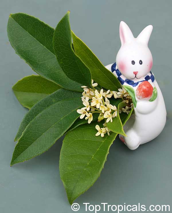 osmanthus rabbit