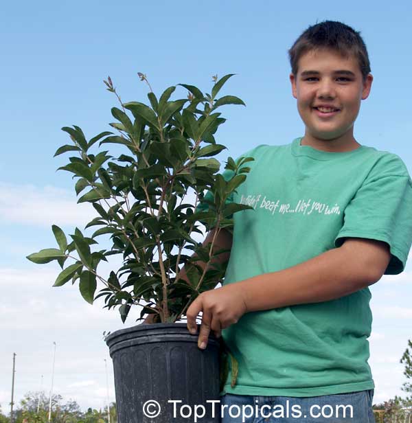 Osmanthus fragrans - Sweet Olive