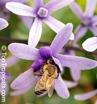 Petrea volubilis
