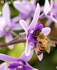 Petrea volubilis