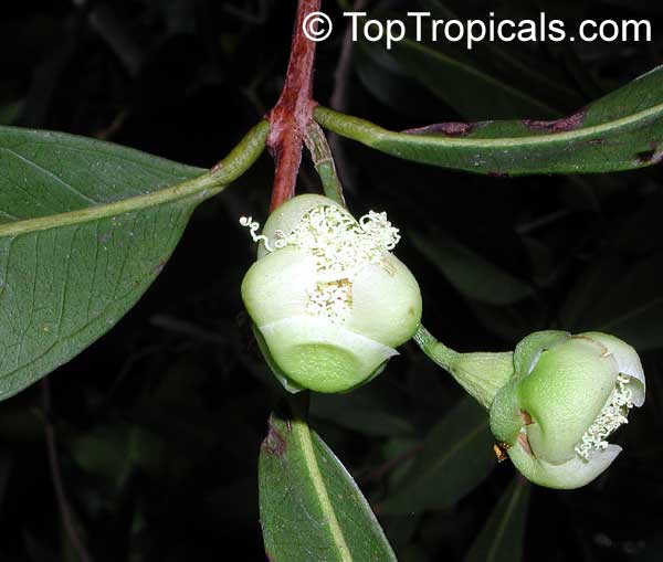 Syzygium jambos - Rose Apple