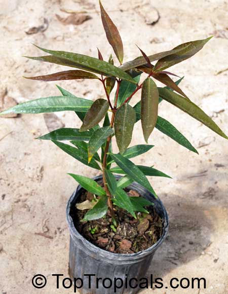 Syzygium jambos - Rose Apple