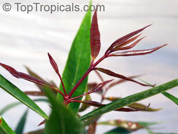Syzygium jambos - Rose Apple