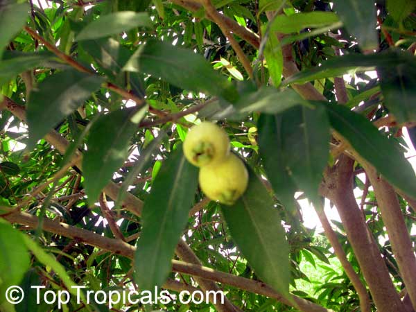 Syzygium jambos - Rose Apple