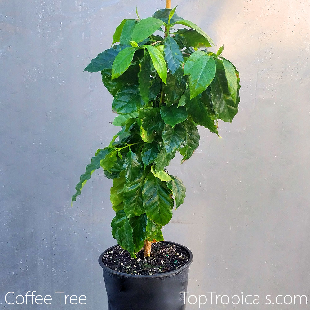 Coffee Tree in 1 gal pot Coffee Tree in 1 gal pot