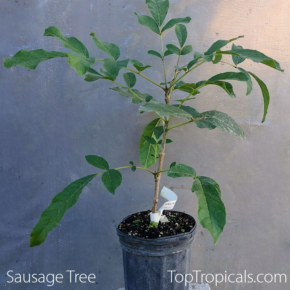Kigelia - Sausage Tree in 1 gal pot Kigelia - Sausage Tree in 1 gal pot