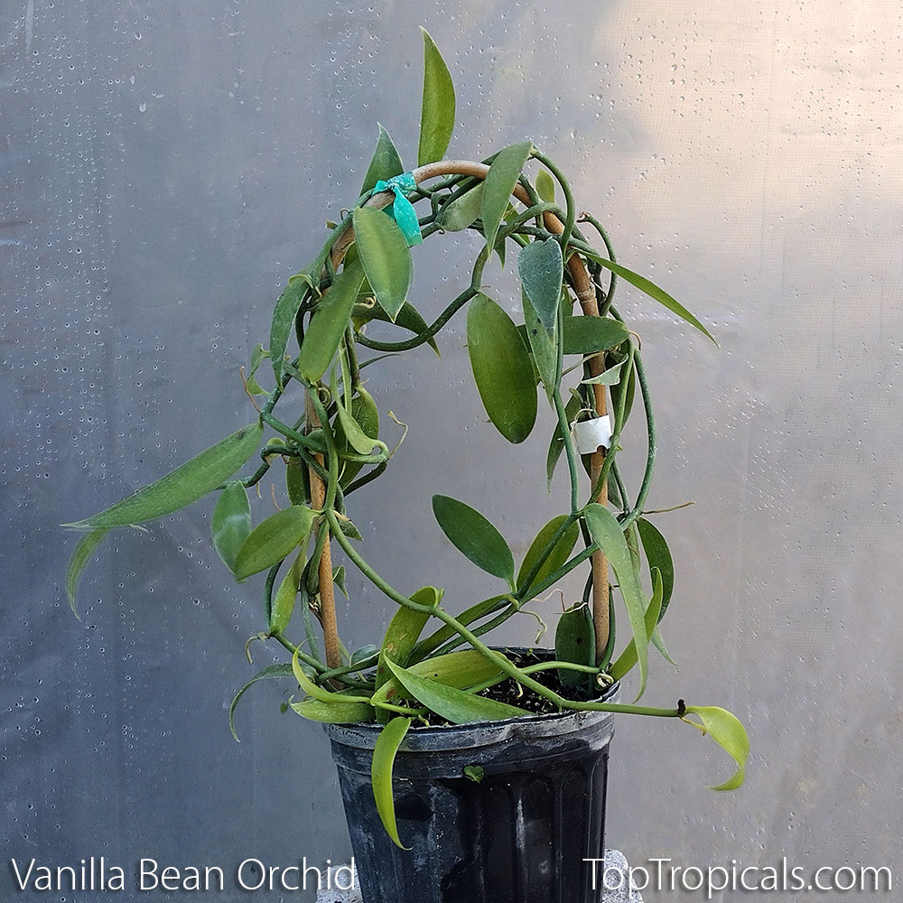Vanilla Orchid in 1 gal pot Vanilla Orchid in 31gal pot