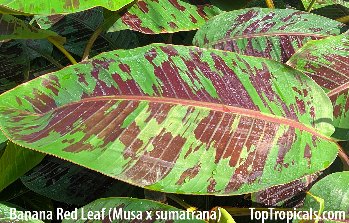 Banana Red Leaf Sumatriana - leaves Banana Red Leaf Sumatriana - leaves