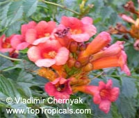 Campsis radicans, ������� �������������