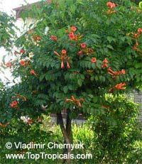 Campsis radicans, ������� �������������