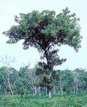 http://www.toptropicals.com/pics/tropics/articles/magic/shea/tree.jpg