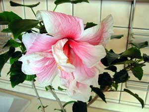 Eugenia uniflora