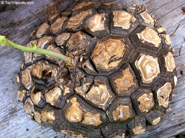 Elephant Foot Plant, Dioscorea elephantipes