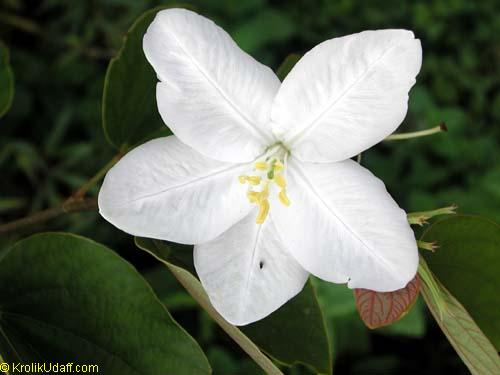 Dwarf White bauhinia, Bauhinia acuminata flower