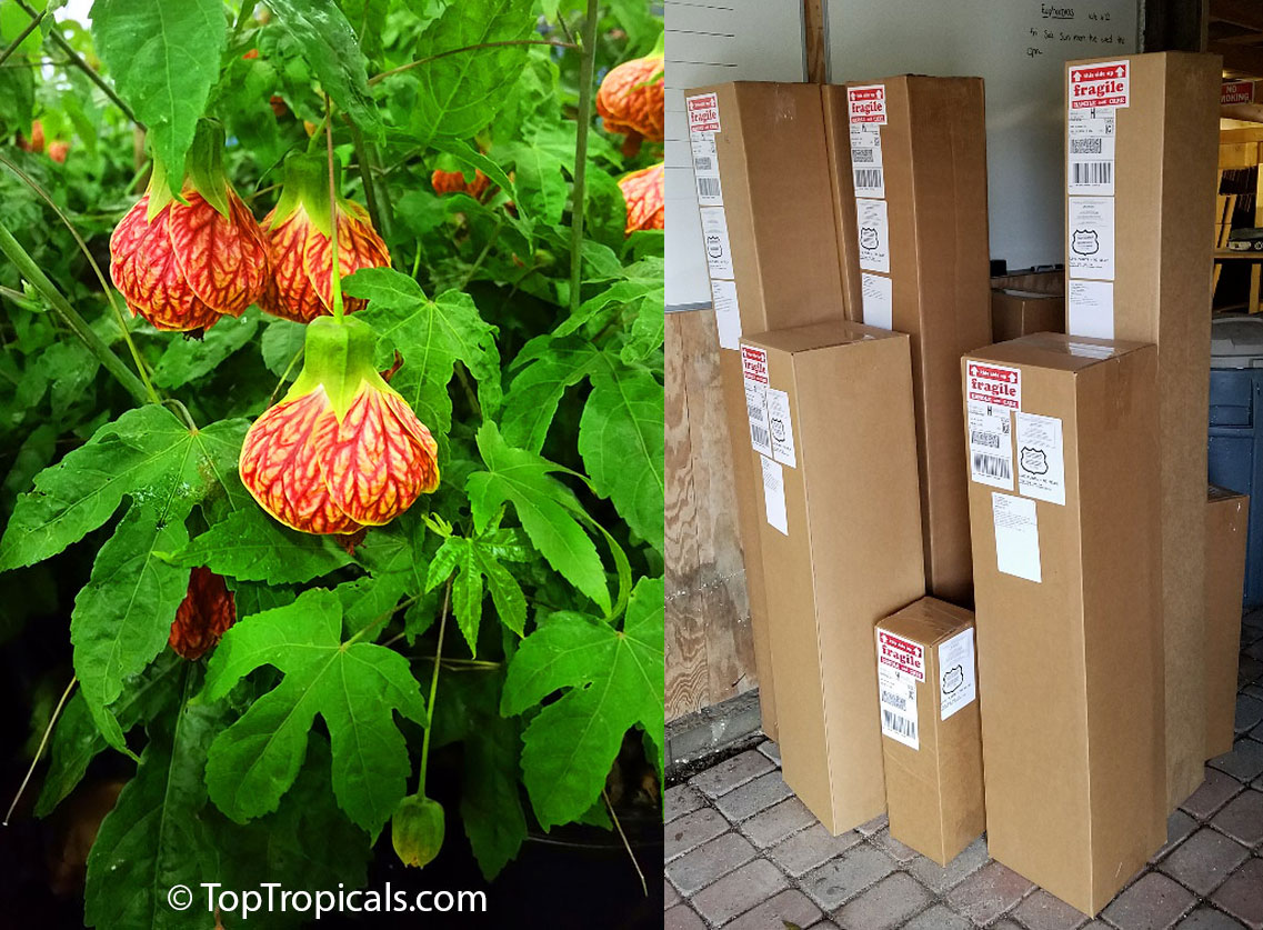shipping department, plants in boxes shipping department, plants in boxes