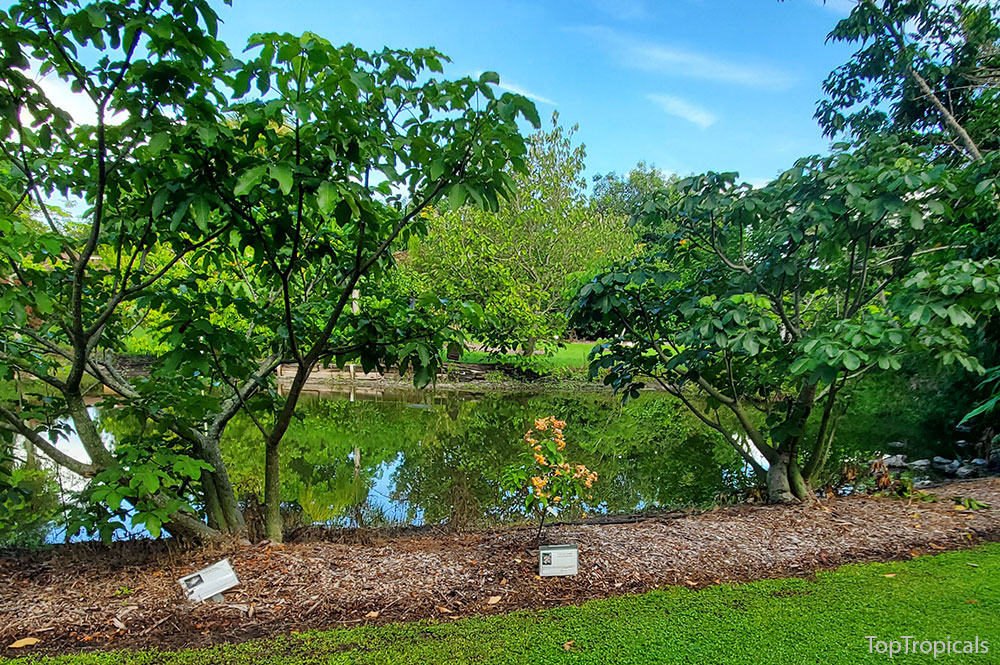 PeopleCats Garden - pond with trees