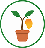 Condo mango (dwarf or semi-dwarf)