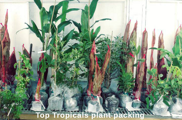 Top Tropicals plant packing