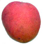 http://www.toptropicals.com/pics/tropics/articles/fruits/mango_cultivars/09.jpg