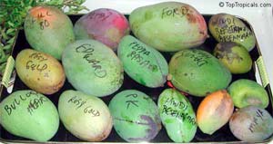 http://www.toptropicals.com/pics/tropics/articles/fruits/mango_recipes/02s.jpg